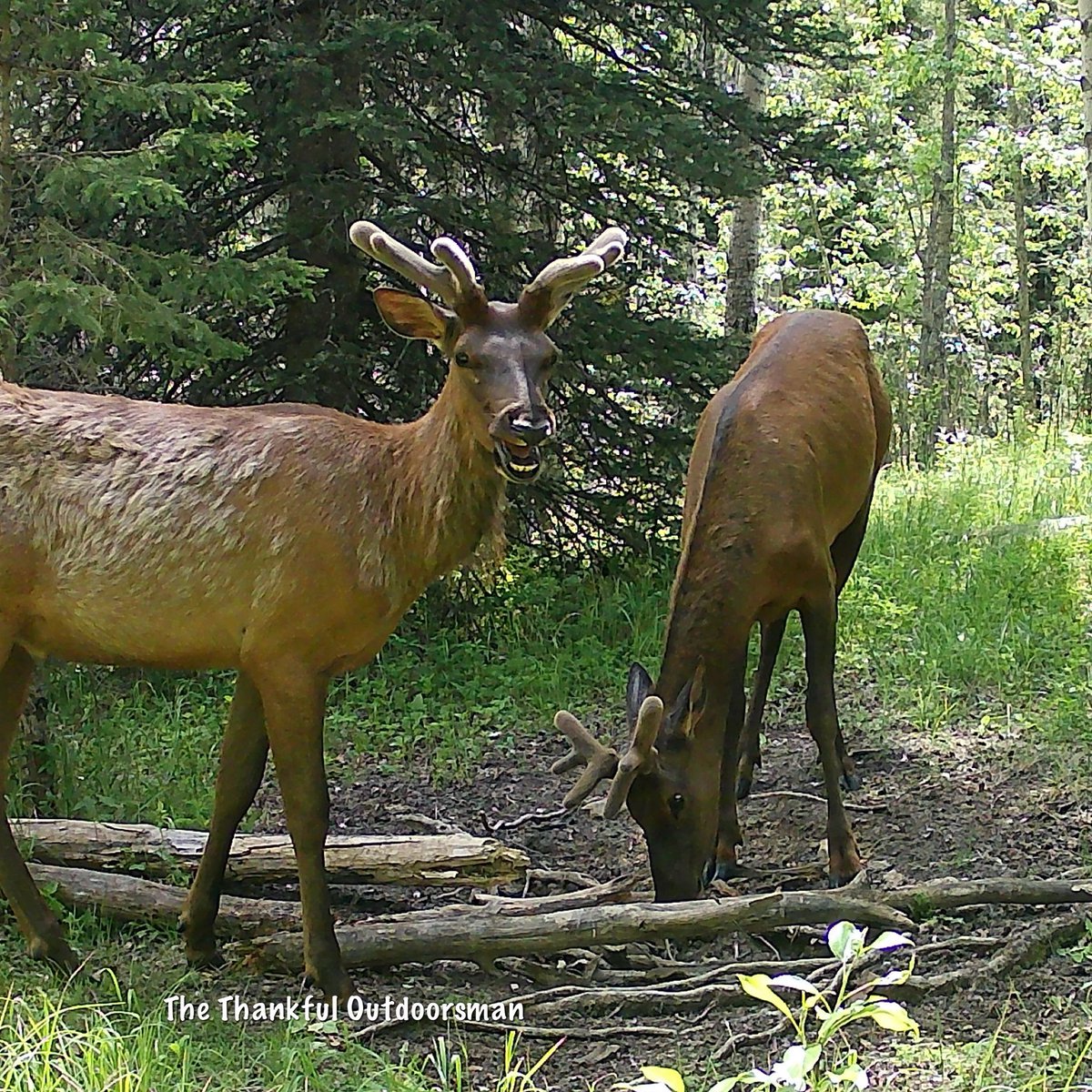 The Thankful Outdoorsman tweet media