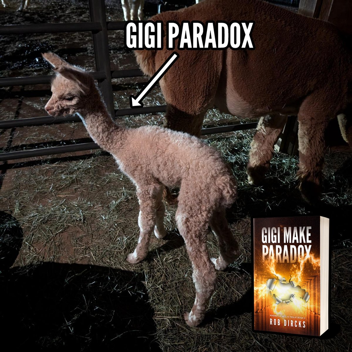 Well this is a first... I just found out an alpaca ranch in New Mexico named their newest baby alpaca addition Gigi Paradox, after my novel Gigi Make Paradox (Where the Hell is Tesla? Book 3)! I certainly never expected that! rob.cm/gigi