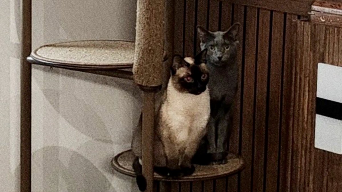 DEFBYJ's tweet image. Día de café y gatos.