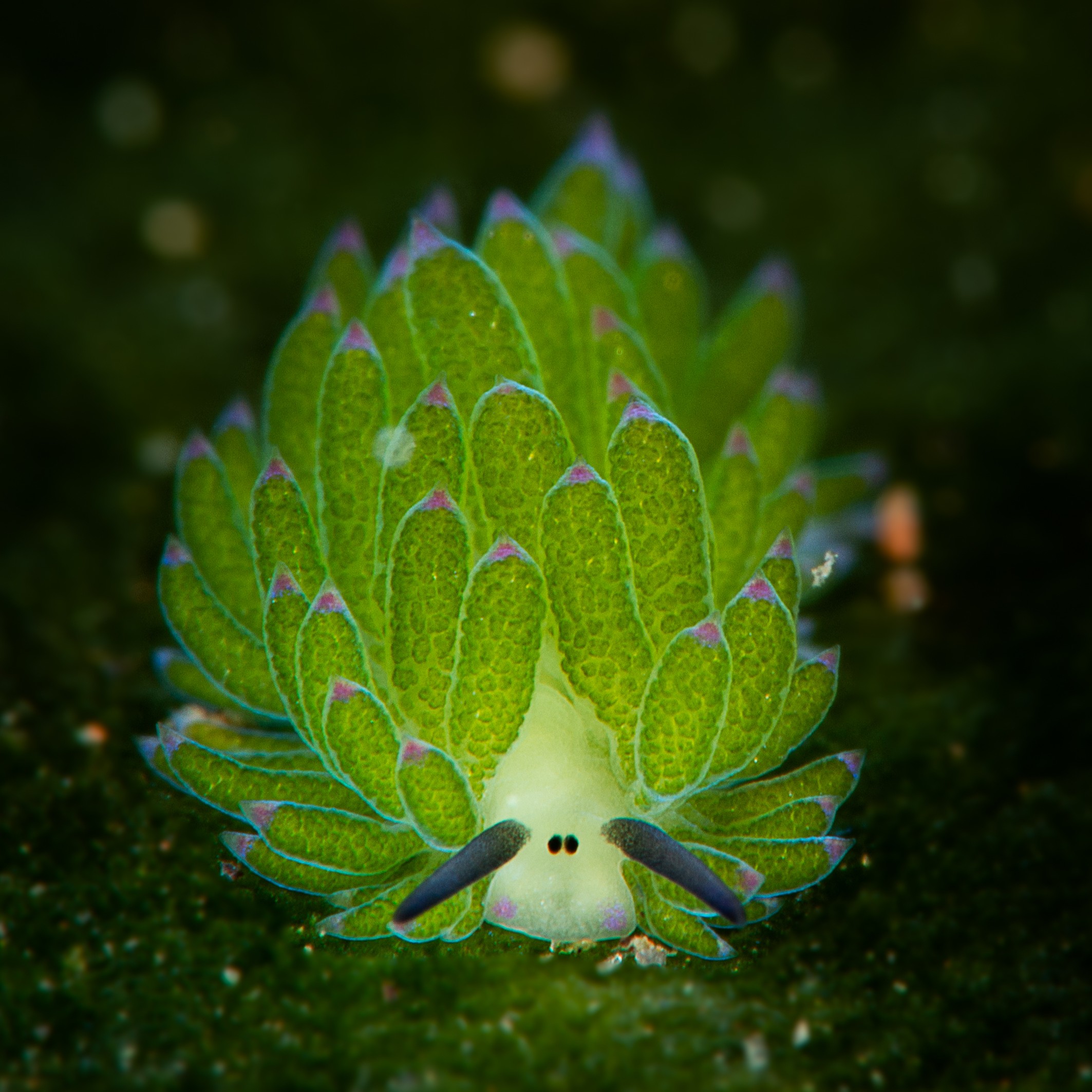 Oceana on X: 
