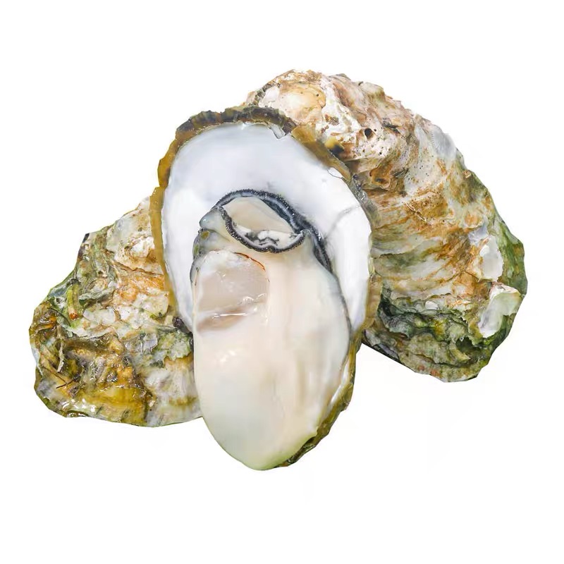 Fresh, premium oysters straight from our source! 🦪 As leading seafood exporters, we guarantee top quality and unbeatable freshness. 🌊
beihailjsm.en.alibaba.com
WA: +86 13977904430
Email: luquanyan@bhlj.com.cn
#OysterLovers #FreshSeafood