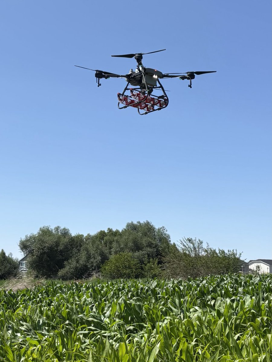 Mikeemoyle's tweet image. We applied some predator mites to some corn fields today to attack the spider mites. Thanks Jake Pool 🤠