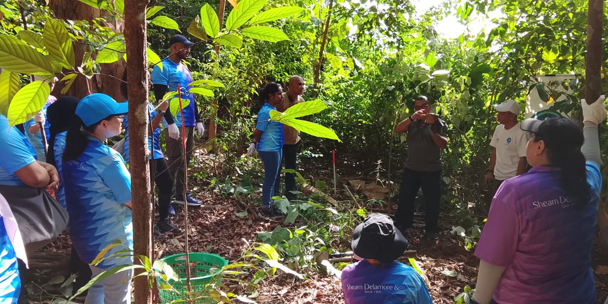 FRIMKepong's tweet photo. 📅21/6 
20 staf Shearn Delamore &amp; Co. tanam 20 pokok di @FRIMKepong bg menyokong @100jutapokok

Mereka juga lawat #JejantasRimba (#ForestSkywalk) di #TamanBotaniKepong

#PokokKitaKehidupanKita #OurTreesOurLife #100JutaPokok #FRIMTanamPokok #TreePlantingFRIM https://t.co/hCuB58BUaf