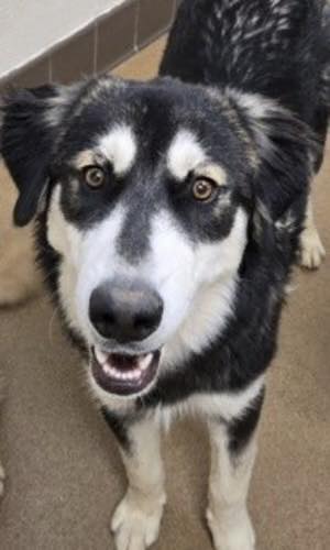 TomJumboGrumbo's tweet image. At just 10 months old, Tank #252125 arrived in Apple Valley CA with his sister Daisy. She was rescued, and he was left behind. Now he's 'pending euthanasia' in this hellhole, they were so busy ending lives today and are lining more up for tomorrow. Please let's help puppy Tank:…