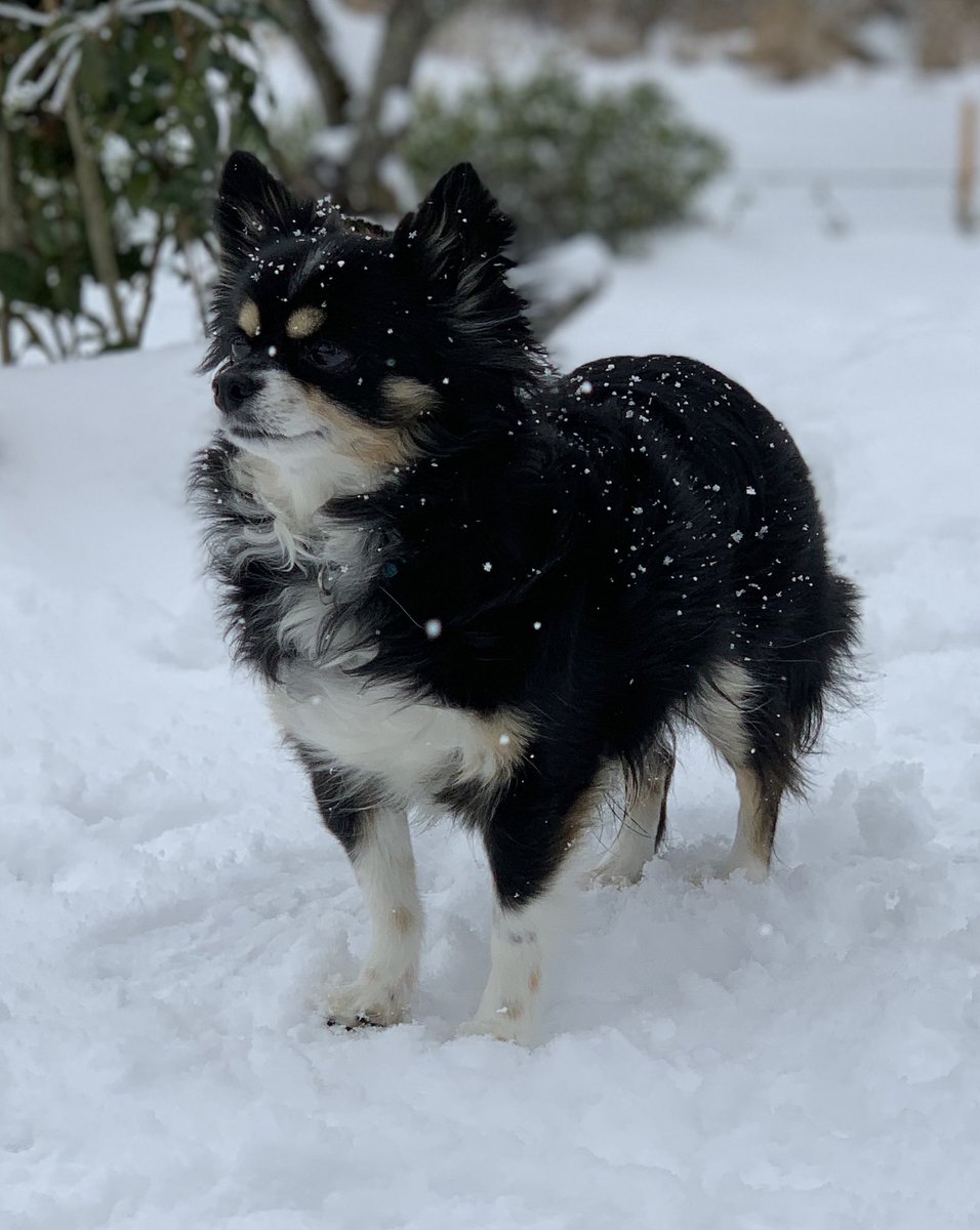 《アンリ人形》ANRI ホリデー・チア アンリ人形 ANRI サラ・ケイ 17㎝ 【Holiday Cheer】