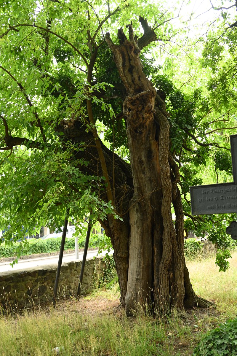 What do you think when you see a #tree of this kind that looks like this? #Morus
<a href="/mathilebrandts/">mathile</a> <a href="/TiCLme/">TiCL 🍃💚🍃</a> <a href="/TheKentAcorn/">The English Oak Project</a>