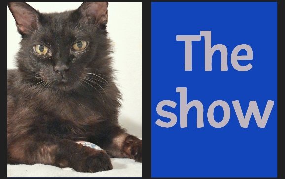 At times, medicine time at our house gets a bit contentious. Get your popcorn ready, because the show is about to start!

mommakatandherbearcat.com/2025/06/the-sh…

#cat #humor #cancer