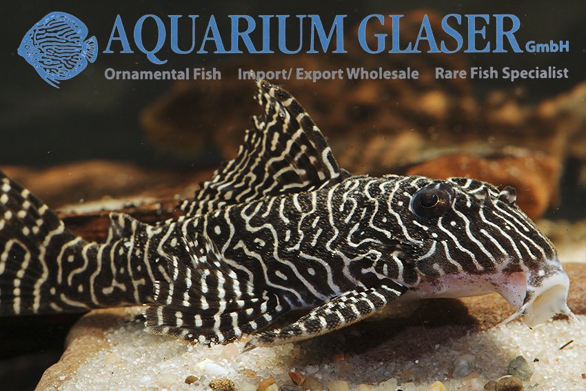 aquariumglaser's tweet photo. #Hypancistrus sp. #L260 #Queen #Arabesque 
find more details and pics @ https://t.co/kgExUnuDLM https://t.co/dXtGMpDV6A