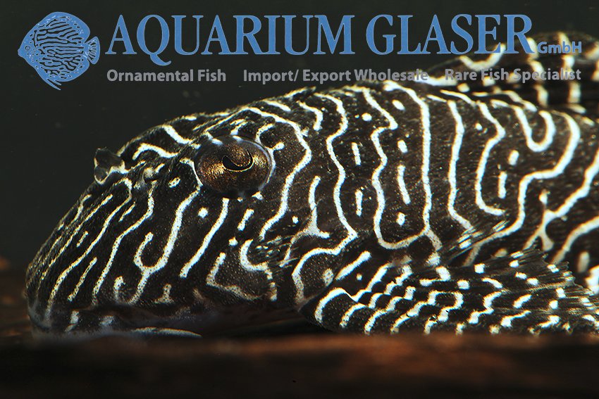 aquariumglaser's tweet photo. #Hypancistrus sp. #L260 #Queen #Arabesque 
find more details and pics @ https://t.co/kgExUnuDLM https://t.co/dXtGMpDV6A