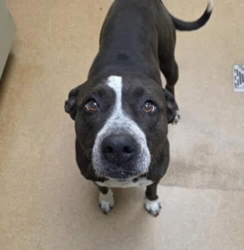 TomJumboGrumbo's tweet image. Koala's #252047 life is very much at risk. Apple Valley CA eliminated many dogs like her today, and she's currently on borrowed time. A friendly 5 year old who walks well on her leash and is deserving of so much more. Sadly she's in one of the most horrific pounds in the country…