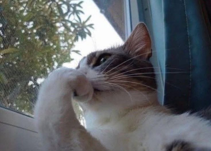 Hi gang would we be fw a new name 🤯 and do yall like the name Ezra? 🤯 the opinion of horny twitter users is very important to me.