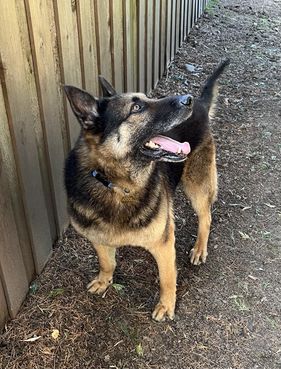 Please help us help Ranger! He's a 9 year old senior currently being fostered in Oregon. A low-energy sweetheart who’s crate trained, potty trained, neutered, and fully vaccinated, Ranger may have a touch of arthritis, but otherwise appears to be in good health. He gets along