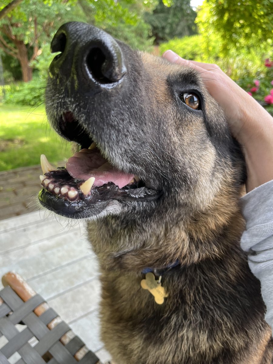 Keith Olbermann's Dogs tweet media