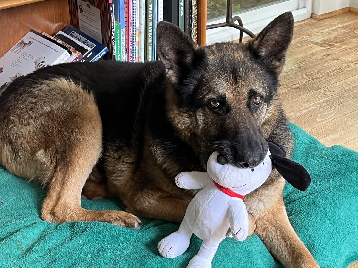 Keith Olbermann's Dogs tweet media