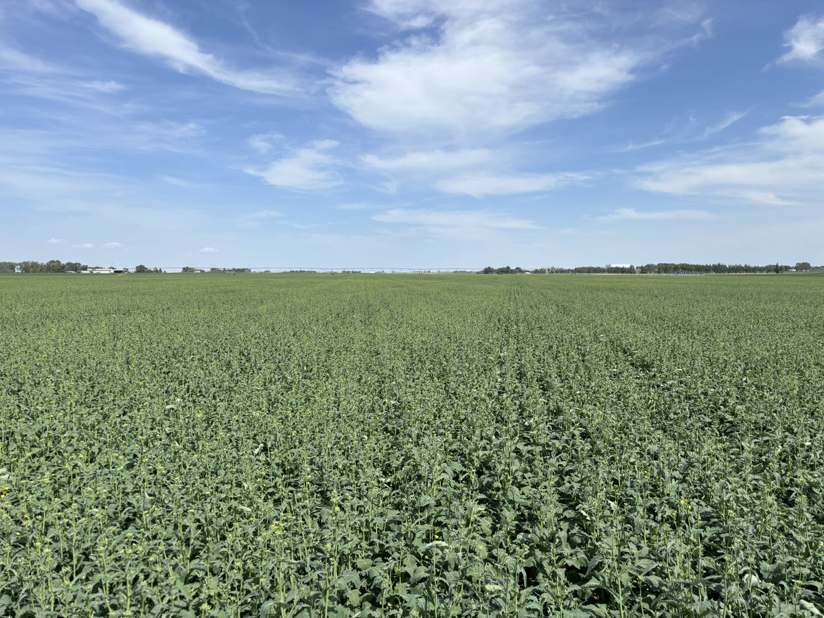 DeobaldPhil's tweet image. Canola field near Lethbridge, ran through the #Solumetrix platform - treated with Harbor-Fe, Harbour Foundation &amp;amp; Harbor-S at herbicide timing and FleKsy will be applied with the fungicide soon! 

@Agroplus5 
@EarthstrongCAN