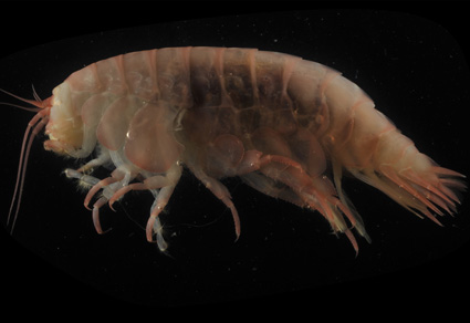 A #newspecies of #Eurythenes (#Crustacea: #Amphipoda) from abyssal depths in the #Peru-#Chile Trench.
#taxonomy
doi.org/10.11646/zoota…