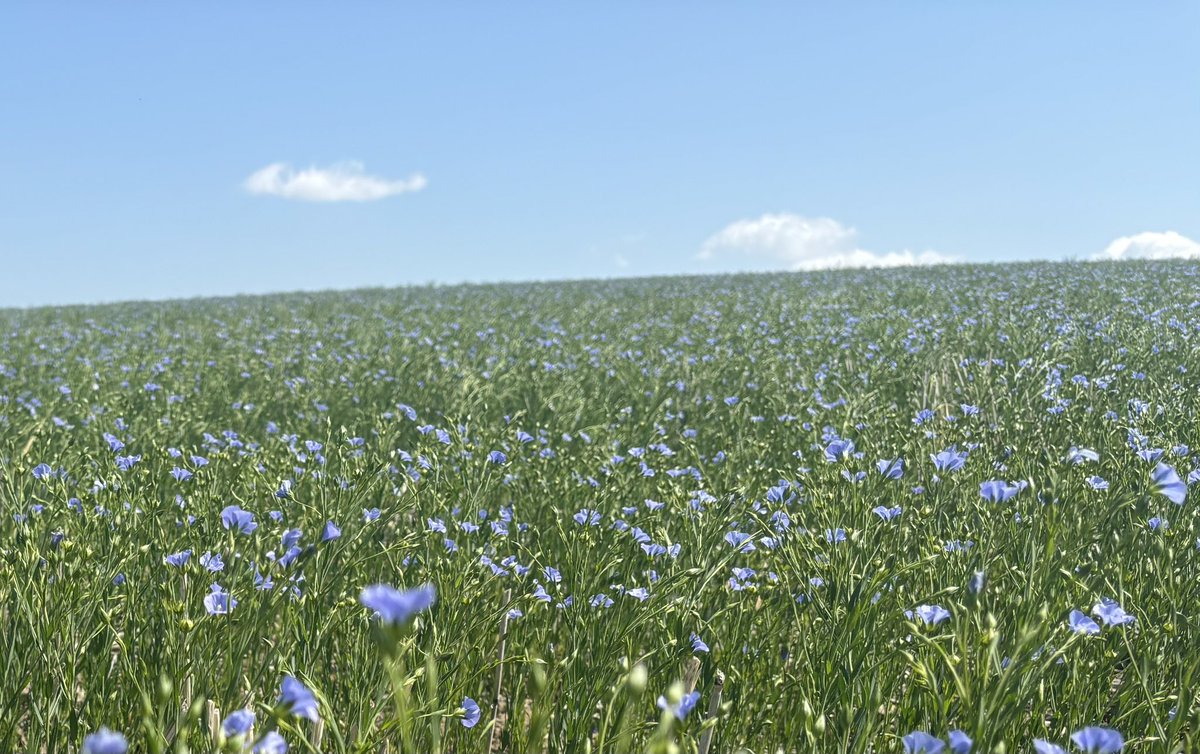 Western Territory Sales Manager <a href="/DeobaldPhil/">Phil Deobald</a> caught this shot while scouting some Flax in Southwest Saskatchewan today. This field was #Solumetrix soil sampled this spring and had Harbor Zinc applied at herbicide timing!