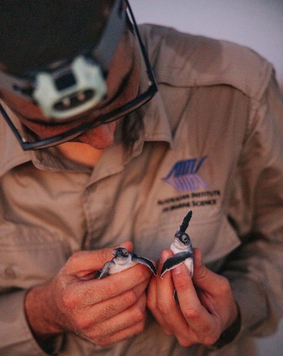 Australian Institute of Marine Science (@aims_gov_au) on Twitter photo AIMS scientists are testing how tiny turtle hatchlings respond to different levels of artificial light after emerging from their sandy nests.
<a href="/WoodsideEnergy/">Woodside Energy</a> <a href="/pendoley_turtle/">Pendoley_turtle</a> <a href="/Science_DBCA/">Biodiversity and Conservation Science</a> <a href="/WAParksWildlife/">Parks and Wildlife Service, Western Australia</a> <a href="/m_thumsy/">Michele Thums</a> <a href="/_danielgomez94/">Daniel Gomez Isaza</a>
Read more: aims.gov.au/information-ce… AIMS scientists are testing how tiny turtle hatchlings respond to different levels of artificial light after emerging from their sandy nests.
<a href="/WoodsideEnergy/">Woodside Energy</a> <a href="/pendoley_turtle/">Pendoley_turtle</a> <a href="/Science_DBCA/">Biodiversity and Conservation Science</a> <a href="/WAParksWildlife/">Parks and Wildlife Service, Western Australia</a> <a href="/m_thumsy/">Michele Thums</a> <a href="/_danielgomez94/">Daniel Gomez Isaza</a>
Read more: aims.gov.au/information-ce…