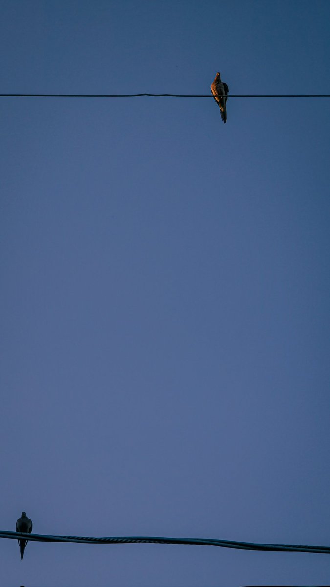 mexinaco14's tweet image. This birds are always hanging out above my pool after 6pm. #Samsung #GalaxyS25Ultra #ExpertRaw #withGalaxy #GalaxyVibes #LightRoom #ShotOnSnapdragon #SnapDragonInsiders 🐦💧📸 @SamsungMobileUS @Snapdragon @Lightroom