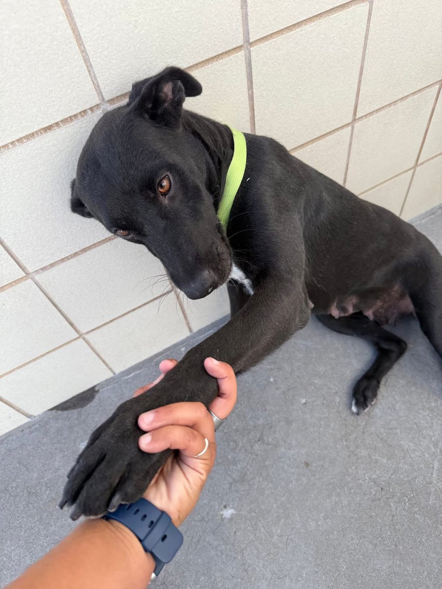 LisaBrabson's tweet image. Beautiful little black bundle of love SWEETIE PIE #A381787 3yo,has so much hope &amp;amp; love in her beautiful eyes!
She is a wee darling,but she has a huge heart &amp;amp; she will love u like no other if u save her precious life 💔 
PLZ #ADOPT #FOSTER OR #PLEDGE FOR RESCUE 🛟 #CorpusChristi