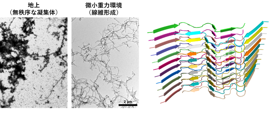 【プレスリリース｜ACS Chemical Neuroscience】   
宇宙実験が拓くアルツハイマー病研究の新展開
〜Tottori型Aβの線維構造を宇宙で初解明〜
（加藤 晃一グループら）
2025.06.25

詳細はこちら↓
ims.ac.jp/news/2025/06/0…