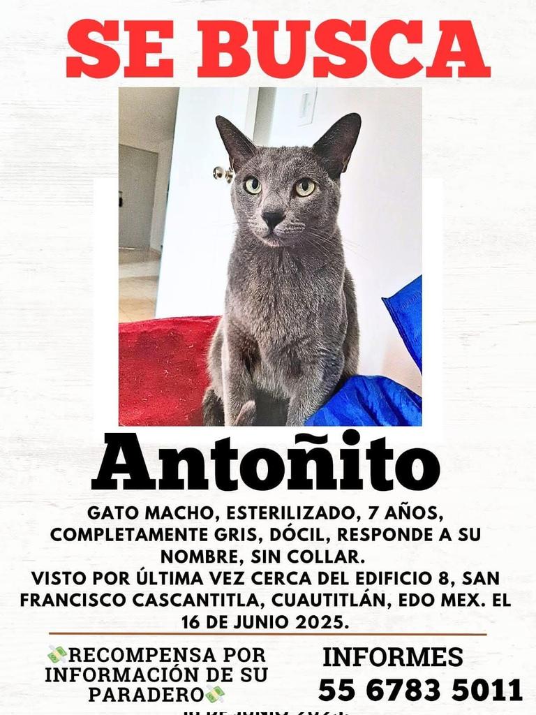 Jorge Martinez (@deco_df) on Twitter photo . <a href="/gatobscuro/">El desilusionista.🌐</a> <a href="/GatitosCdmx/">GatitosCdmxAyuda</a> <a href="/gatitosasalvo/">🐾🐾Gatitos a salvo🐾🐾</a> <a href="/michisenadop/">Michis en Adopción MX 🇲🇽</a> <a href="/Michisycaninos/">Michisycaninos</a> <a href="/RucadelosGatos/">Ruca de los Gatos</a> <a href="/31gatitos/">31Gatitos</a> <a href="/gatos_en/">Gatos en adopcion</a> <a href="/CojoGato/">Un gato Cualquiera (Poncho)</a> <a href="/LordGatus/">Lord Gatus</a> <a href="/proyecto_gatto/">Proyecto gatto</a> <a href="/gatos_en/">Gatos en adopcion</a> <a href="/adriluna25/">La Inge Gata</a> <a href="/lausaysmeow/">🖤🐈⬛ Lord Byron Ochoa 🐈⬛🖤</a> <a href="/Tiofelino/">Tio Felino (Leo)</a> <a href="/elgatofroilan/">El gato Froilán</a> <a href="/ginlagatita/">Gin🐱ྀི</a> @amoresgarra . <a href="/gatobscuro/">El desilusionista.🌐</a> <a href="/GatitosCdmx/">GatitosCdmxAyuda</a> <a href="/gatitosasalvo/">🐾🐾Gatitos a salvo🐾🐾</a> <a href="/michisenadop/">Michis en Adopción MX 🇲🇽</a> <a href="/Michisycaninos/">Michisycaninos</a> <a href="/RucadelosGatos/">Ruca de los Gatos</a> <a href="/31gatitos/">31Gatitos</a> <a href="/gatos_en/">Gatos en adopcion</a> <a href="/CojoGato/">Un gato Cualquiera (Poncho)</a> <a href="/LordGatus/">Lord Gatus</a> <a href="/proyecto_gatto/">Proyecto gatto</a> <a href="/gatos_en/">Gatos en adopcion</a> <a href="/adriluna25/">La Inge Gata</a> <a href="/lausaysmeow/">🖤🐈⬛ Lord Byron Ochoa 🐈⬛🖤</a> <a href="/Tiofelino/">Tio Felino (Leo)</a> <a href="/elgatofroilan/">El gato Froilán</a> <a href="/ginlagatita/">Gin🐱ྀི</a> @amoresgarra