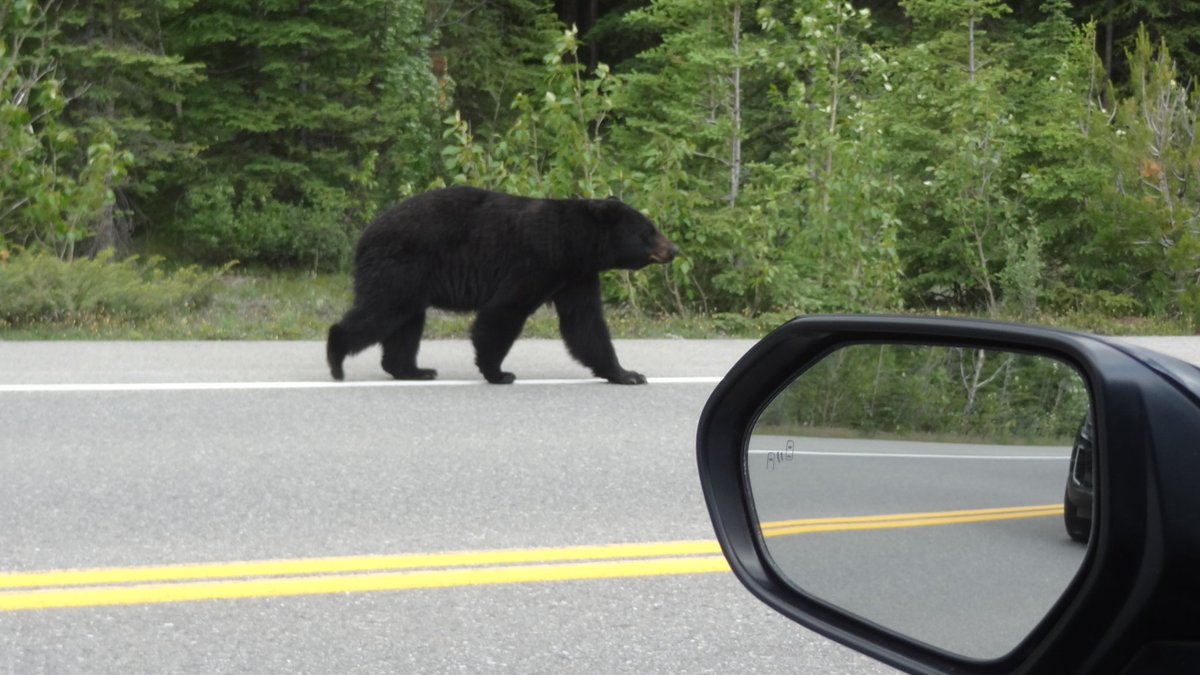Lakes_Graham's tweet image. I had to give way to a Bear today while travelling through Alberta, Canada 🐻