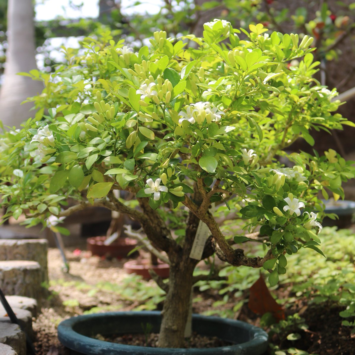 熱帯花木室にて、#ゲッキツ が開花中。
奄美諸島～東南アジアなどの温暖な地域に自生するミカン科の植物です🍊
月夜にジャスミンのような香りをよく放つことが、ゲッキツ（月橘）の名の由来になったそうです。
毬（まり）状に咲く花が、花束のように見え可愛らしいですね✨