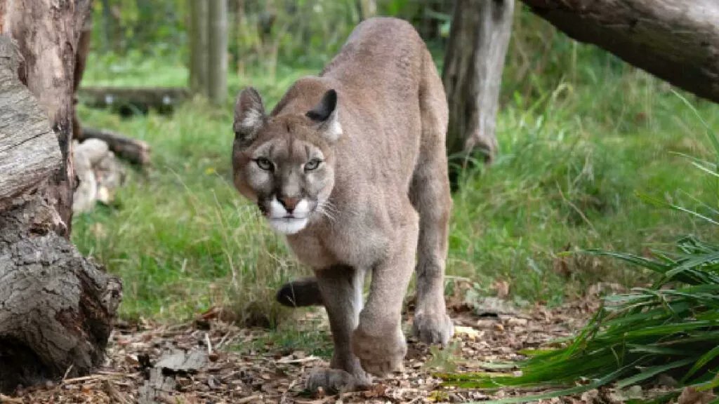 Anda un puma en las faldas del cerro de la silla en Monterrey.
Se come gatos y perros y hay un par de indigentes que no han vuelto a ver. Dicen que huyeron pero no saben la verdad.
Dicen que el puma tiene problemas de actitud y necesita terapia.
Por lo pronto, no saben qué hacer.