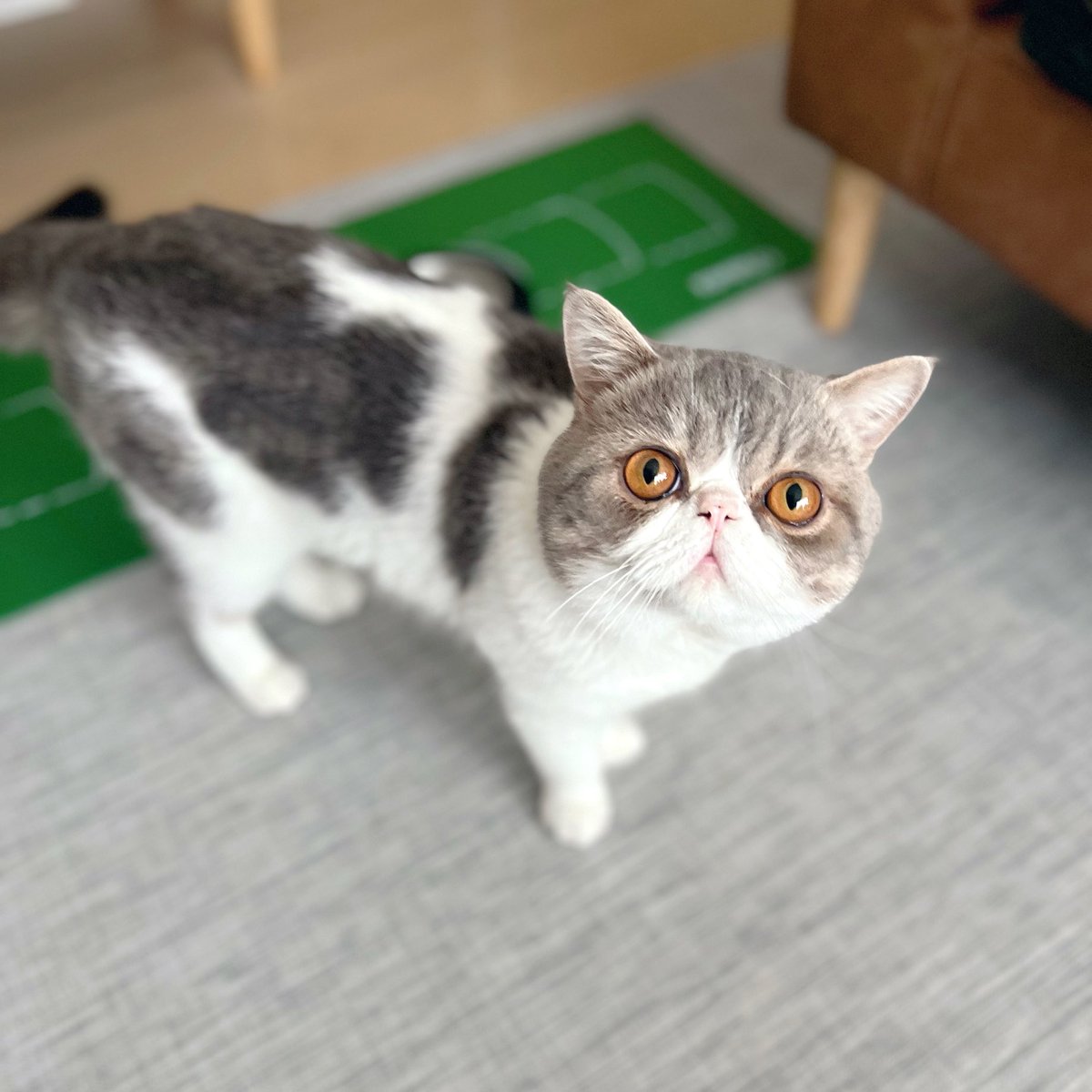satoshoco's tweet photo. 今朝のハル @haruru_cat_ https://t.co/MR5zoMvXTK