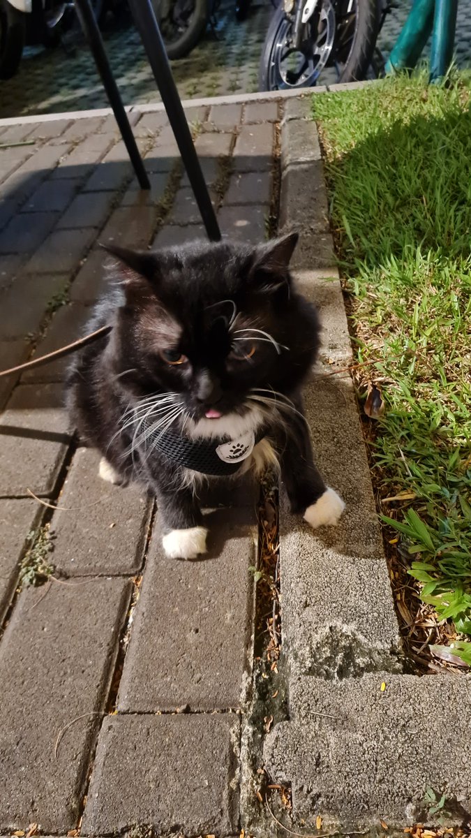 chiciky2's tweet photo. @natasxya Aku juga pernah bawa Kuma ke rs hewan karena dia abis berantem sama kucing lain terus suaranya gabisa keluar dan gamau makan juga. Trs kata dokternya, gapapa kok ini kucingnya Stress aja ._.
Bisa2nya dia stress :") https://t.co/lTKU6le9fu