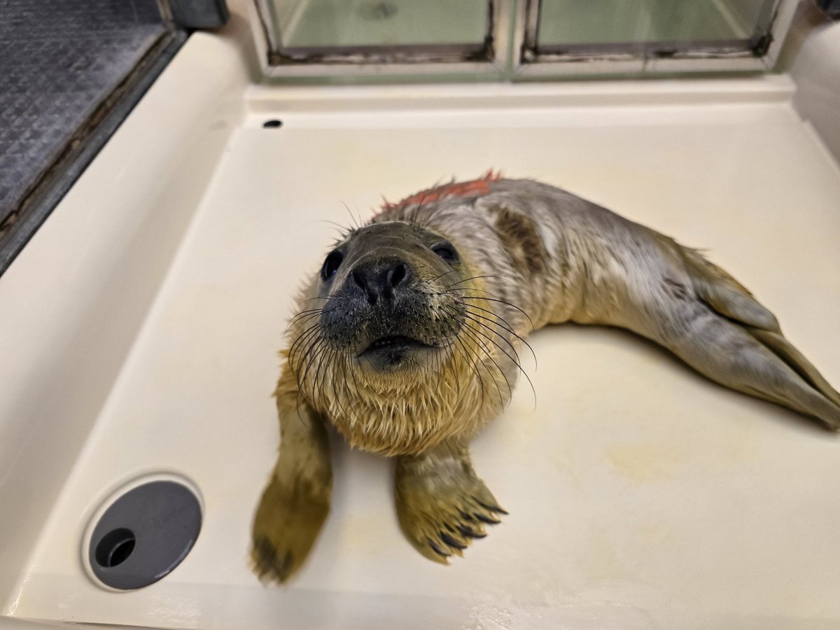 a face only a mother could love…