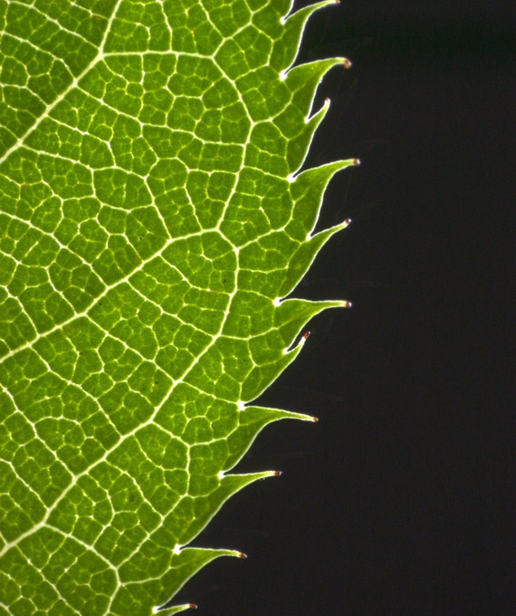 NAIST_MAIN's tweet image. /
7月28日は #菜っ葉の日
\
植物再生学研究室では、葉っぱの縁にある鋸歯(ギザギザ)を作る仕組みについても研究しています🌿
生き物の多様な形はどうやってできているんだろう?と考えるだけでワクワクが止まりません...!
bsw3.naist.jp/courses/course…
#奈良先端大 #NAIST