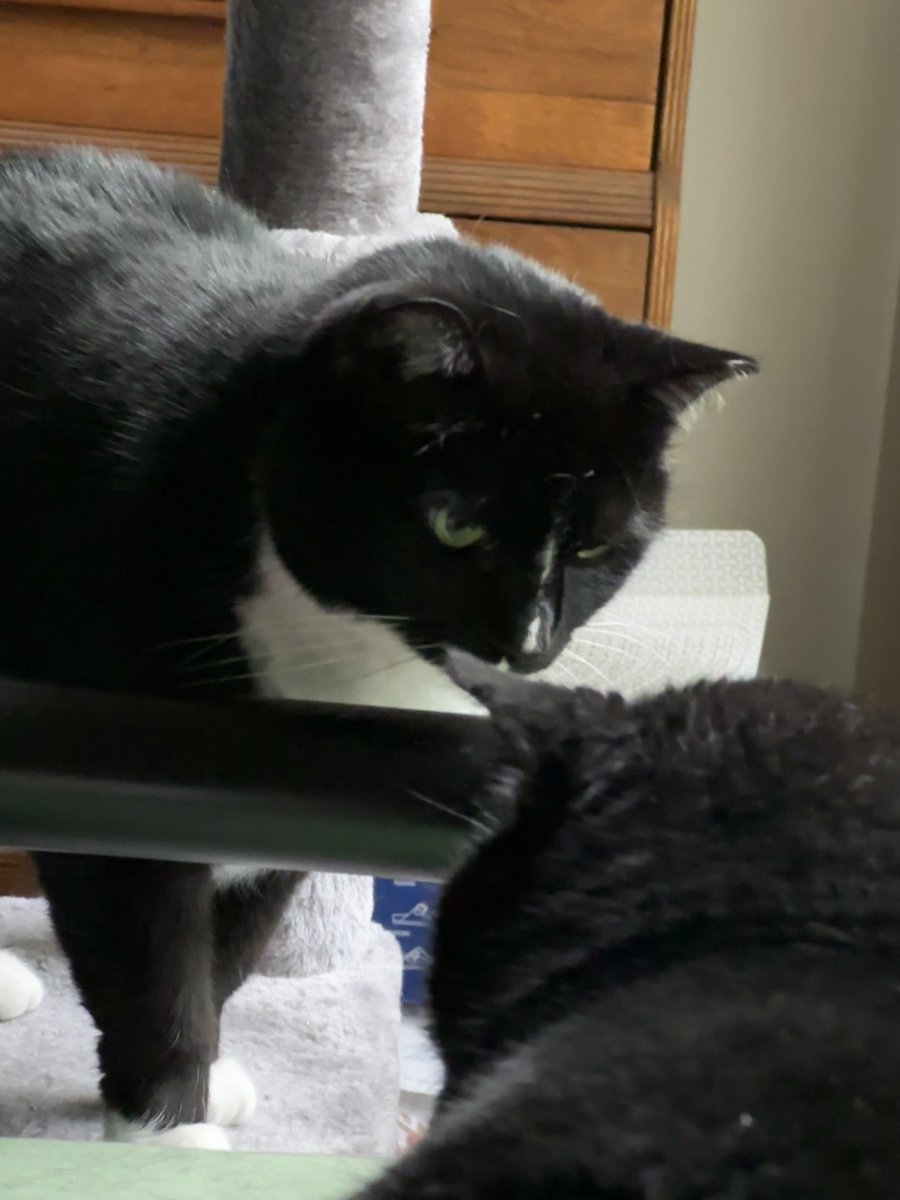 ReaganAndWonky's tweet image. why Wonkus   in mine  spot 🤬💢‼️❌😾