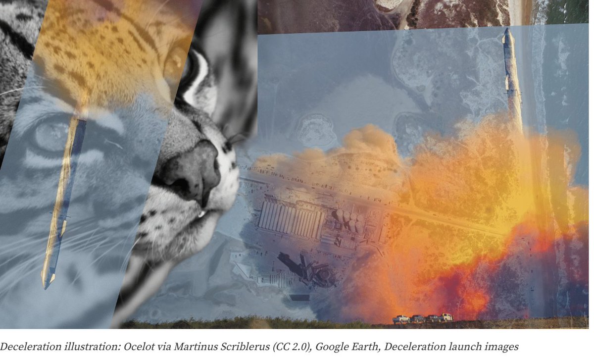 Wendee Nicole (@bohemianone) on Twitter photo Elon Vs. Wild: Do Expanding SpaceX Operations Signal the End for Beloved Ocelots? deceleration.news/elon-spacex-en… Elon Vs. Wild: Do Expanding SpaceX Operations Signal the End for Beloved Ocelots? deceleration.news/elon-spacex-en…