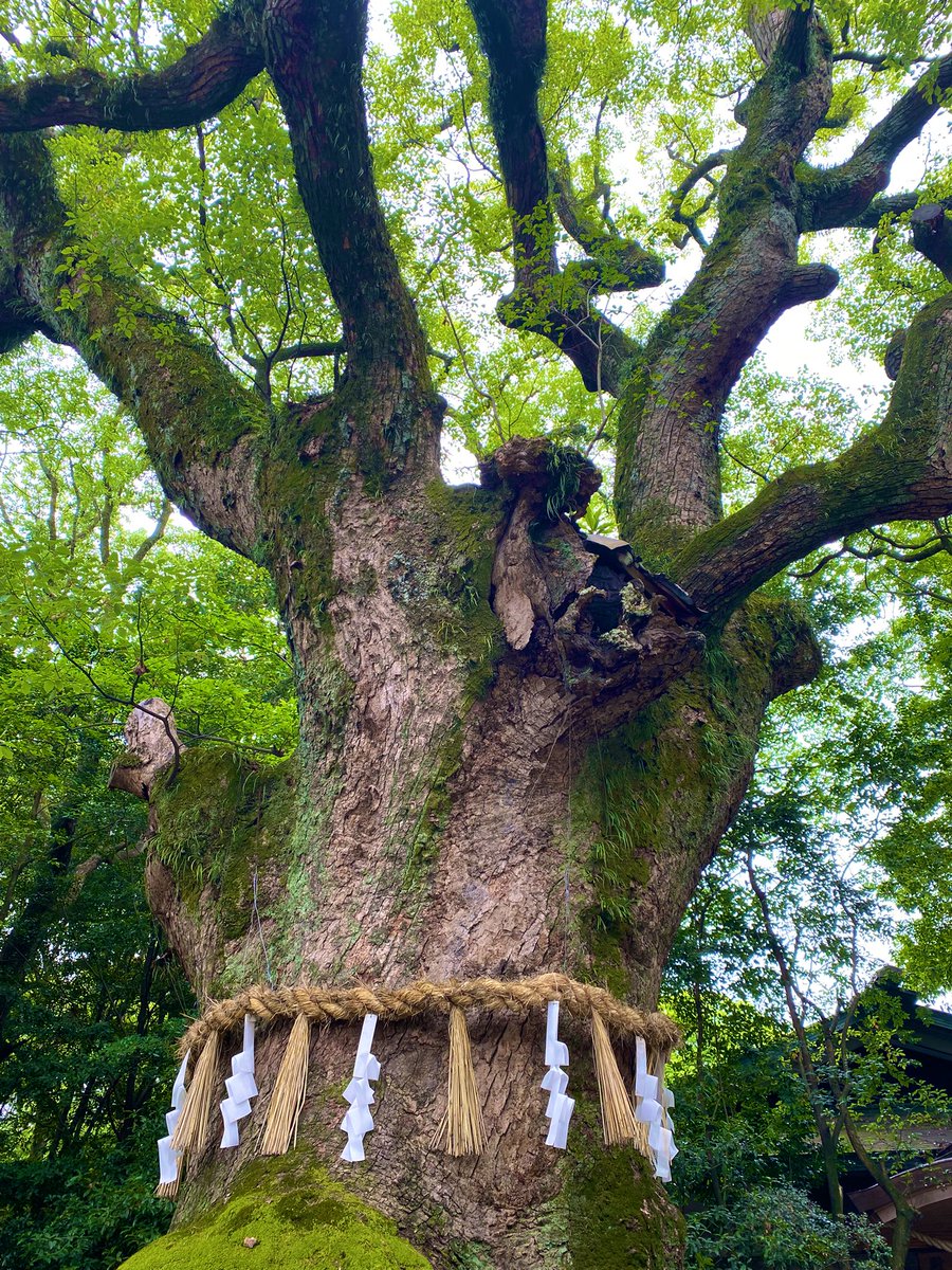蘭花　いつもありがとうございます🙇‍♀️療養中の為年内お休み🙇‍♀️笑顔咲く新年を🪅 tweet media
