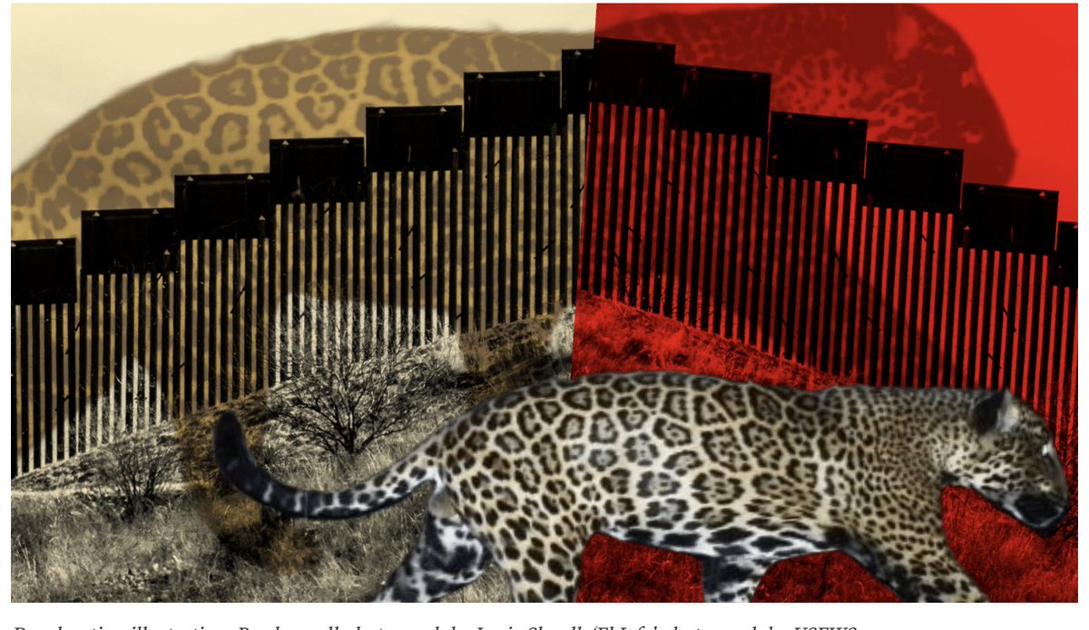 Wendee Nicole (@bohemianone) on Twitter photo Jaguar Watch: What 'Finishing the Wall' Means for Borderland Cats by Wendee Nicole deceleration.news/jaguars-border… Jaguar Watch: What 'Finishing the Wall' Means for Borderland Cats by Wendee Nicole deceleration.news/jaguars-border…