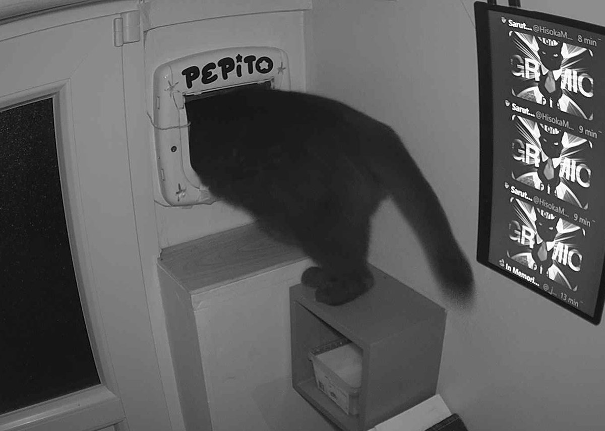 PepitoTheCat's tweet photo. Pépito is out (03:48:57) https://t.co/QreHOcrwLf