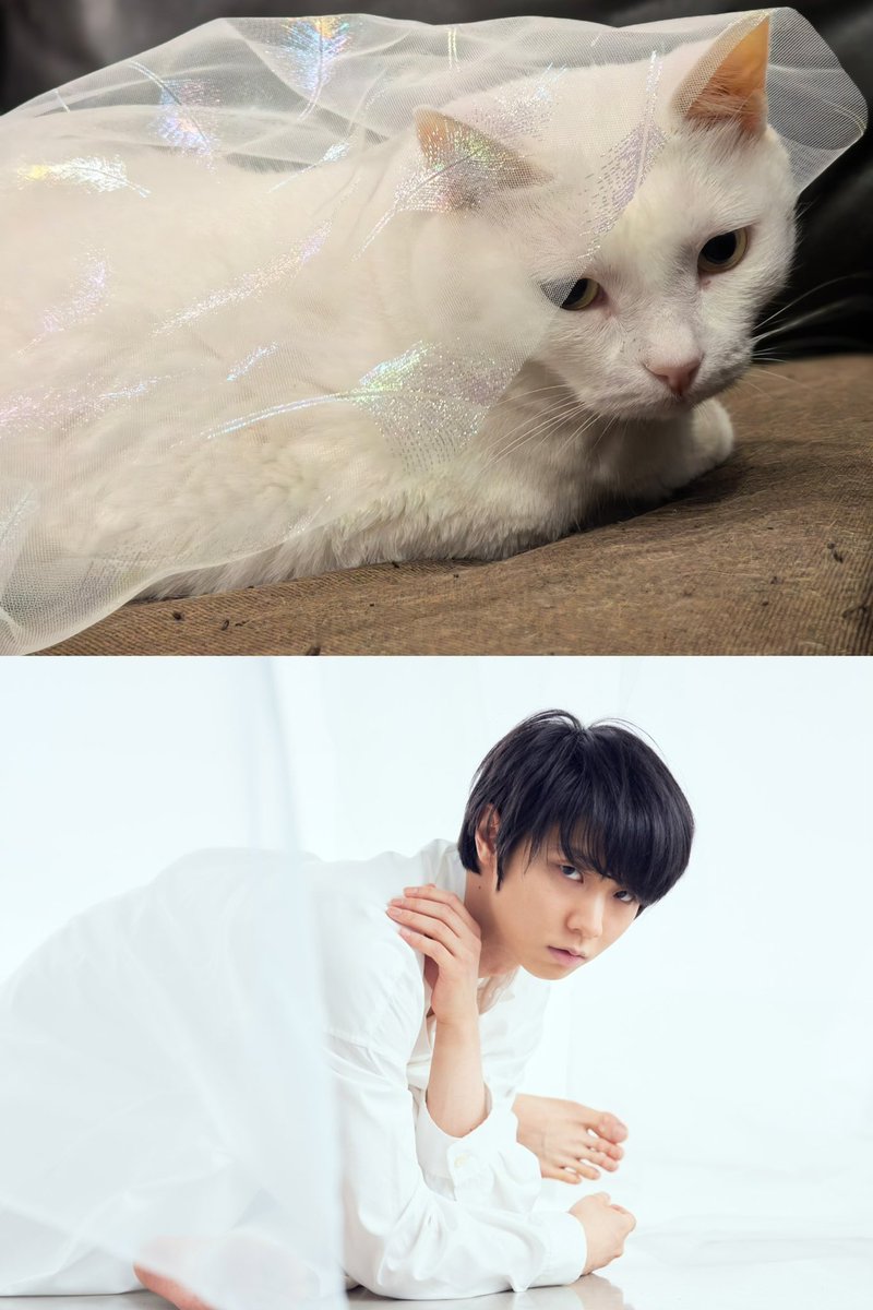 jincancanyb's tweet photo. @nekomasamunecom 猫派最高！！！🥰🥰🥰 https://t.co/m9qF41t8fC