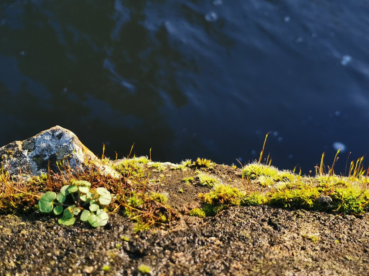 WanEric569917's tweet image. 📍Close to the river today.
Moss, leaves, water, stone.
The wild doesn’t always roar, sometimes it just whispers.
#TrailNotes #NatureMicroview #OutdoorEthics #GreenMindset #FieldObservation