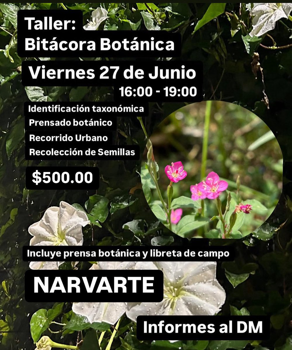 ¡Atención! El nuevo taller de nativas de las calles ha llegado :) 

Colectaremos semillas y plantas nativas de las calles para aprender sobre ellas, prensaremos y anotaremos sus características para reconocerlas.

Informes al DM