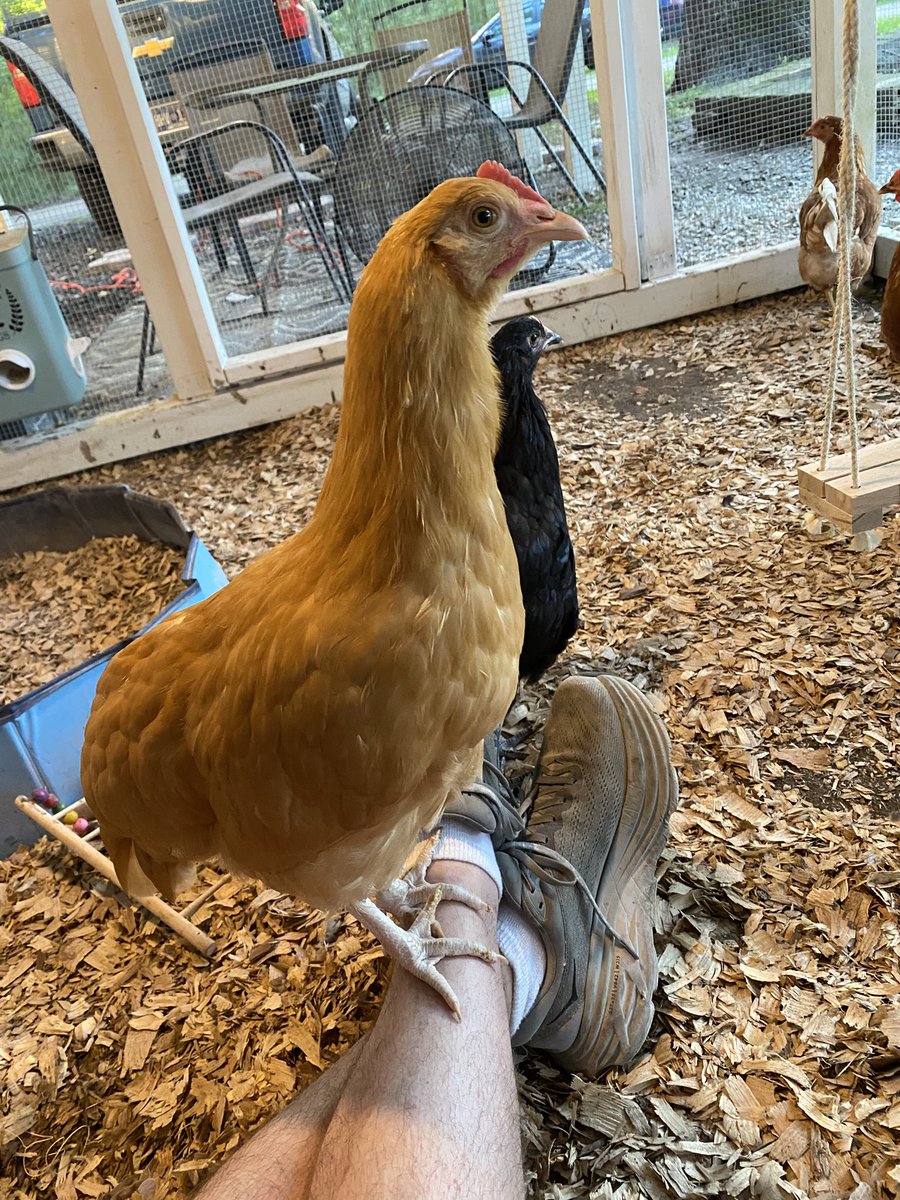 FlyHighDef's tweet image. Jewel sitting on Daddy’s legs. #chickens #chickencoops #chicks #homestead #mississippi