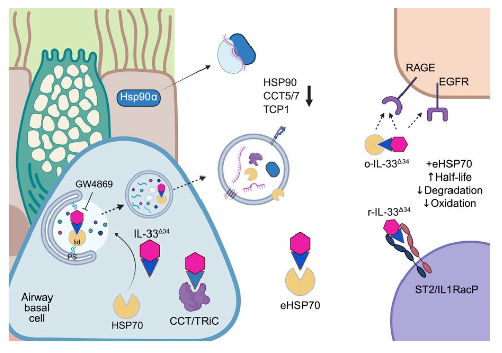 Jen A-Brett (@jablab3) on Twitter photo So incredibly proud of the hard work from the JAB lab and especially for Omar Osorio leading the charge on this exciting work just published online in JCI Insight! <a href="/omar_ohhh/">Omar Osorio</a> <a href="/morgan_d_payne/">Morgan</a> <a href="/Ghandi_Hassan_/">Ghandi Hassan</a> <a href="/washumedicine/">WashU Medicine</a> <a href="/WashUMedPCCM/">WashU Medicine Div of Pulmonary & Crit Care Med</a> <a href="/WashUDeptMed/">WashU Medicine Department of Medicine</a>
insight.jci.org/articles/view/… So incredibly proud of the hard work from the JAB lab and especially for Omar Osorio leading the charge on this exciting work just published online in JCI Insight! <a href="/omar_ohhh/">Omar Osorio</a> <a href="/morgan_d_payne/">Morgan</a> <a href="/Ghandi_Hassan_/">Ghandi Hassan</a> <a href="/washumedicine/">WashU Medicine</a> <a href="/WashUMedPCCM/">WashU Medicine Div of Pulmonary & Crit Care Med</a> <a href="/WashUDeptMed/">WashU Medicine Department of Medicine</a>
insight.jci.org/articles/view/…