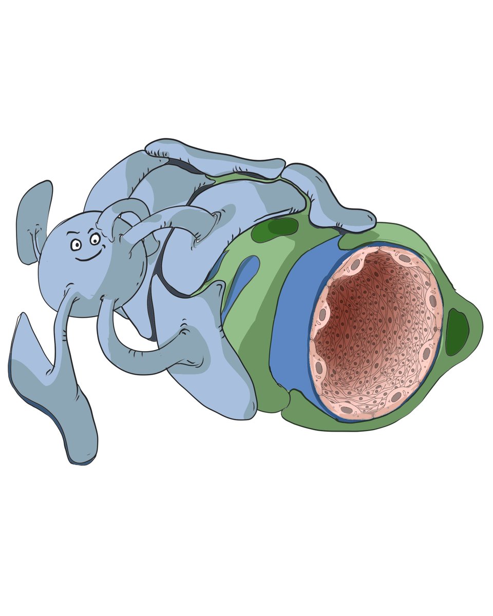 Blood Brain Barrier - A Clinical Review youtube.com/live/ACmXcGYy0… via <a href="/YouTube/">YouTube</a>