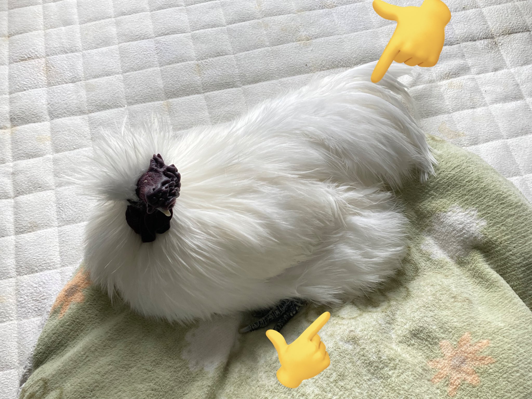 ぴよたん on X: 