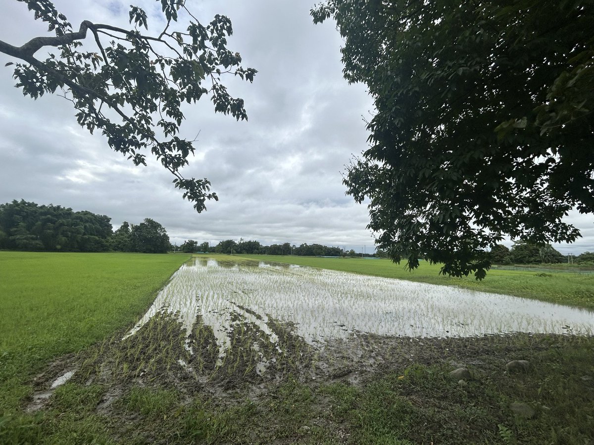 Majuli_Chapori's tweet image. Scenes from my morning walk! 
#rurallife #IslandLife #paddyfield