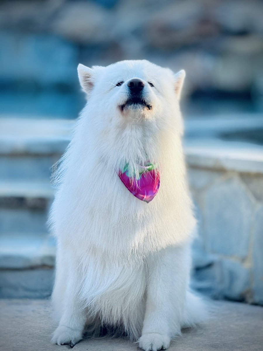 Vijoy Pandey tweet media