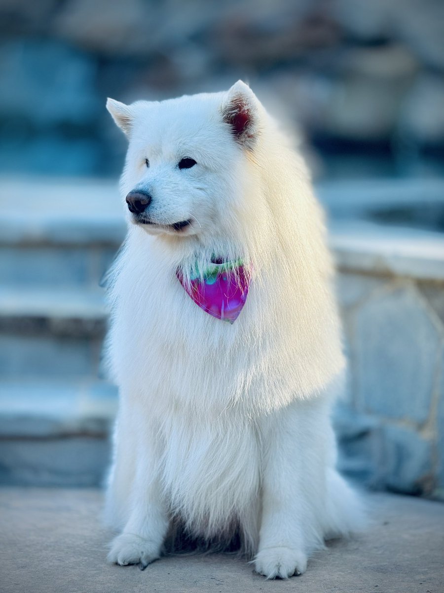 Armageddon Day, aka, Grumpy got bathed today. 

#samoyed #dog #stress