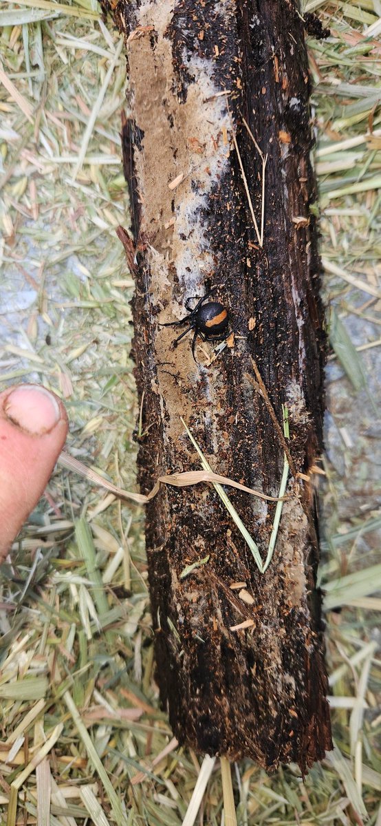 AntBA013's tweet image. Sourcing another load of clean, cheap &amp;amp; reliable renewable energy for the fireplace  

Came across this little lady, she&apos;s a ripper