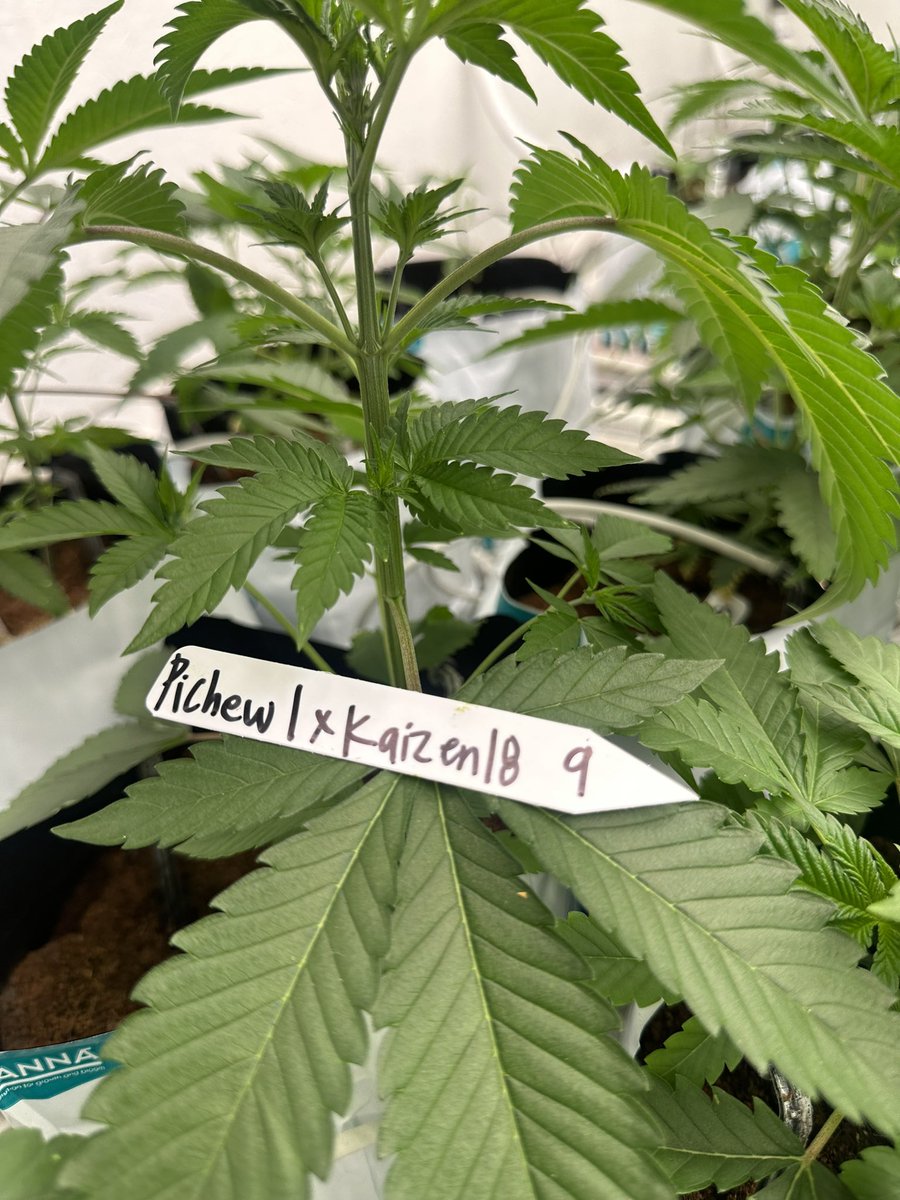 The Ten Co (@thetenco_) on Twitter photo Pi chew #1 x Kaizen #18 Gen1 - Bred by <a href="/ronin_seeds/">Roninseeds</a> Grown and selected by us. Gonna enjoy naming this beauty and rolling her out 🐕🌊🍣 Pi chew #1 x Kaizen #18 Gen1 - Bred by <a href="/ronin_seeds/">Roninseeds</a> Grown and selected by us. Gonna enjoy naming this beauty and rolling her out 🐕🌊🍣